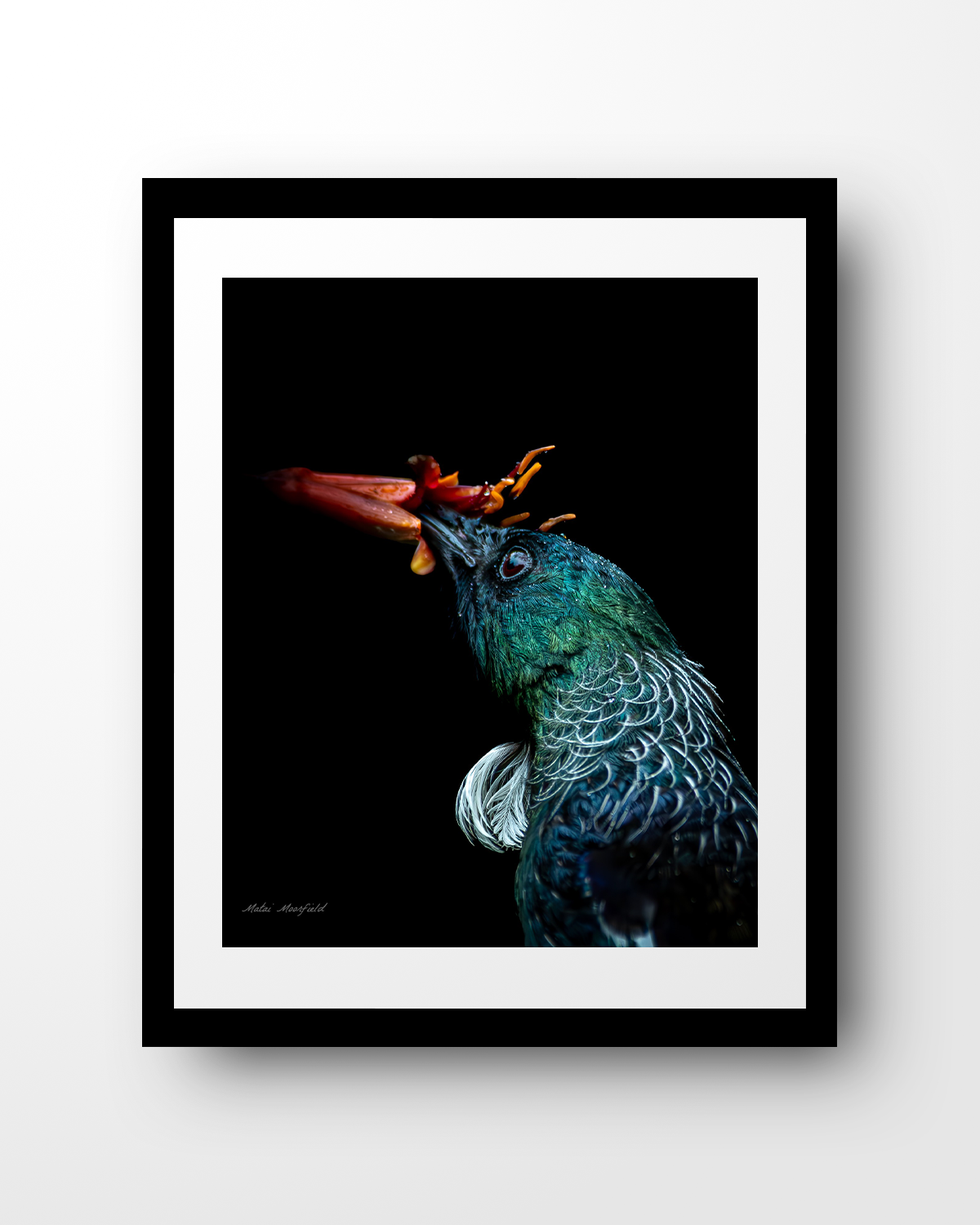Black Tui Wildlife Print - New Zealand Bird Photography